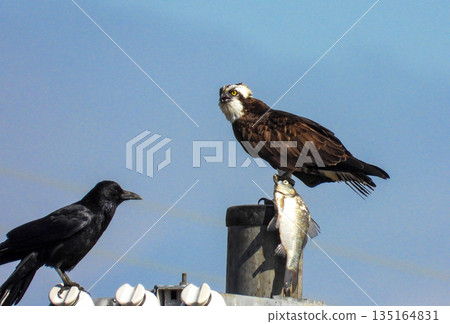 一隻魚鷹捕獲了獵物，一隻烏鴉正在追捕它。 135164831