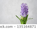 A vibrant purple potted hyacinth with green leaves, providing copy space. 135164871
