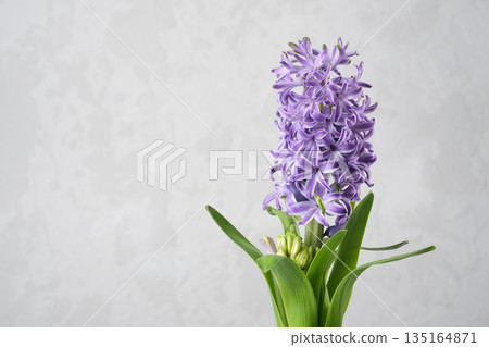 A vibrant purple potted hyacinth with green leaves, providing copy space. A vibrant purple potted hyacinth with green leaves, providing copy space. 135164871