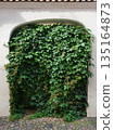 An old stone wall with an arch draped in ivy 135164873