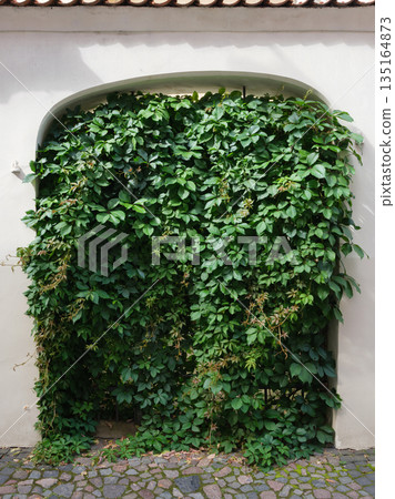 An old stone wall with an arch draped in ivy 135164873
