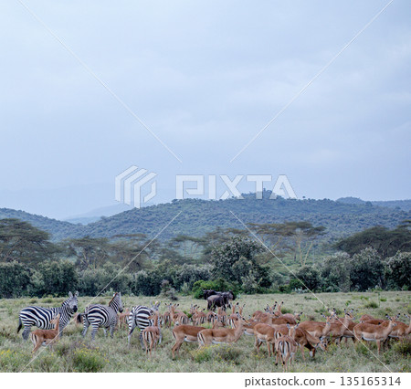 Kenya Photographers By Antony Trivet Photography 135165314