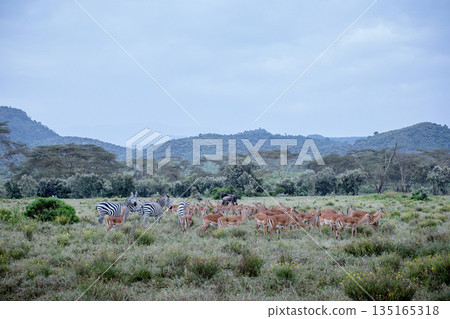 Kenya Photographers By Antony Trivet Photography 135165318