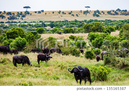 Kenya Photographers By Antony Trivet Photography Kenya Photographers By Antony Trivet Photography 135165387