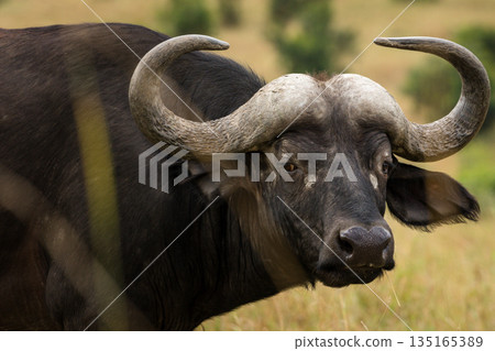 Kenya Photographers By Antony Trivet Photography Kenya Photographers By Antony Trivet Photography 135165389