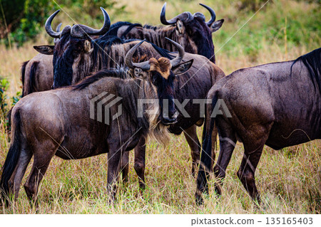 Kenya Photographers By Antony Trivet Photography 135165403