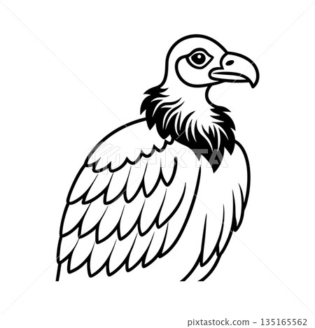 Vulture Illustration in Black and White Line Art Style Drawing 135165562