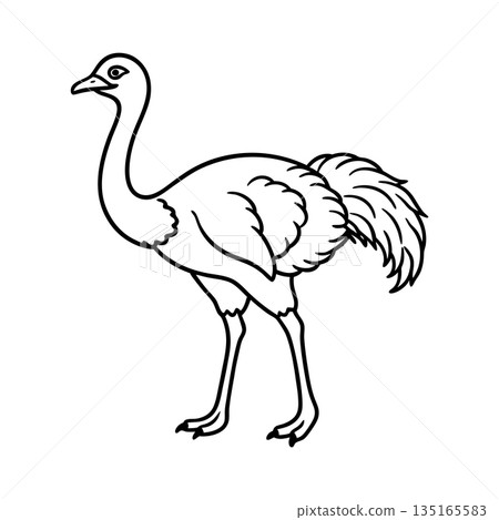 Elegant Ostrich Vector Illustration Outline Design for Creative Projects Elegant Ostrich Vector Illustration Outline Design for Creative Projects 135165583