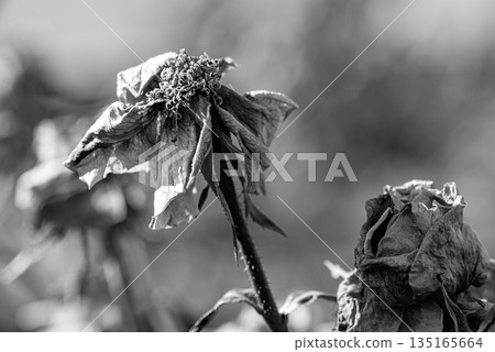Withered rose flower Withered rose flower 135165664