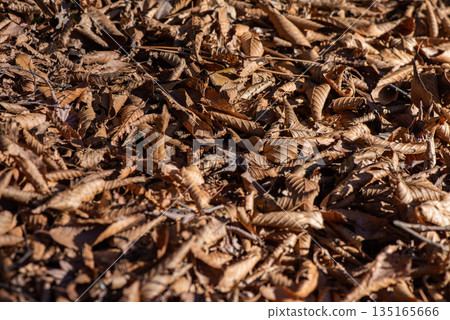 Brown fallen leaves scattered on the ground Brown fallen leaves scattered on the ground 135165666