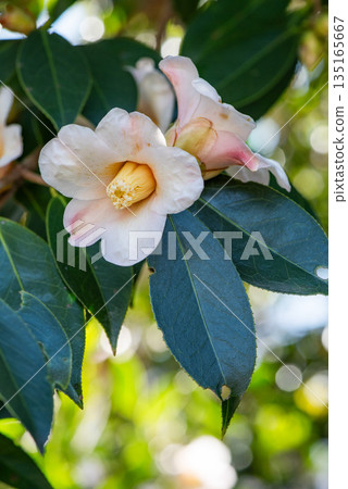 White camellia flower White camellia flower 135165667