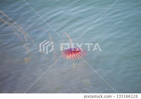 紅色水母漂浮在海中 135166128