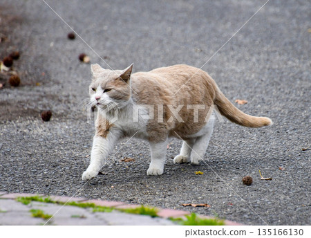 Cat walking Cat walking 135166130