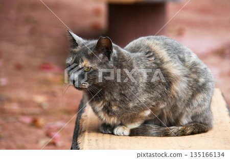 貓躺在長椅上。 135166134