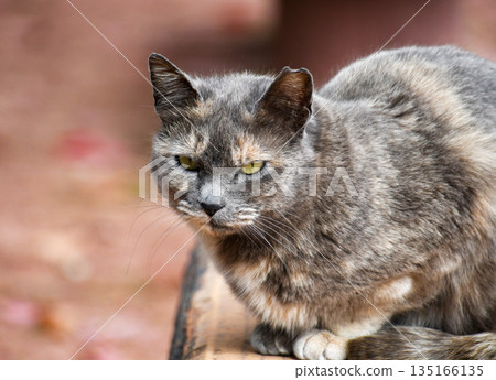 A cat on guard A cat on guard 135166135