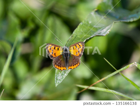 A red copper butterfly with its wings spread A red copper butterfly with its wings spread 135166138
