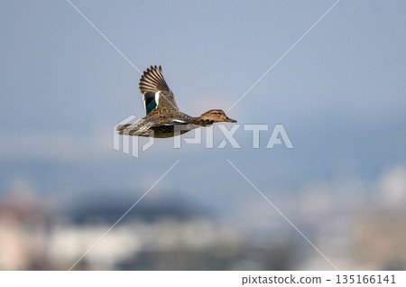 一隻雌性綠頭鴨在飛行 135166141