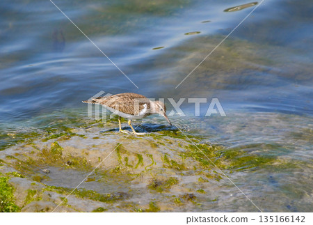 一隻普通磯鷸沿著海岸線漫步 135166142