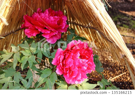 A winter peony named "Hisen" bloomed at the Ueno Peony Garden in January 2026. 135166215