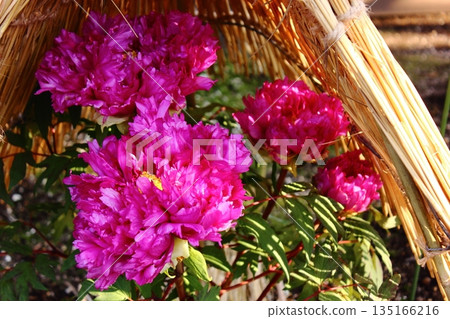 2026年1月，一株名為「四條殿」的冬季牡丹在上野牡丹園盛開。 135166216