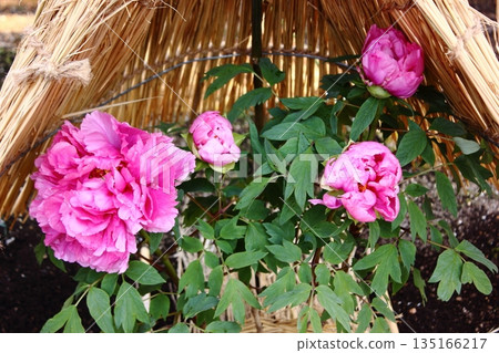 A winter peony named "Shikoden" bloomed at the Ueno Peony Garden in January 2026. A winter peony named "Shikoden" bloomed at the Ueno Peony Garden in January 2026. 135166217