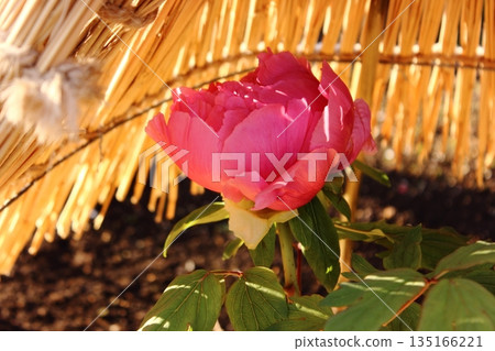 A winter peony named "Hyuga" bloomed at the Ueno Peony Garden in January 2026 (2) A winter peony named "Hyuga" bloomed at the Ueno Peony Garden in January 2026 (2) 135166221