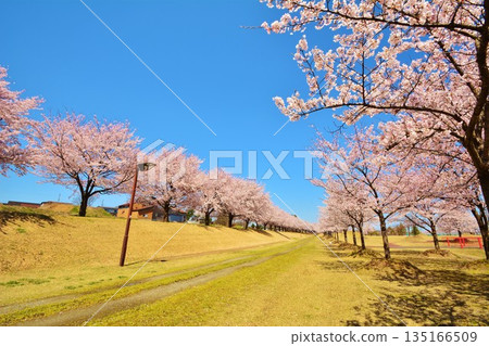 新潟縣長岡市越地河公園的櫻花盛開 135166509