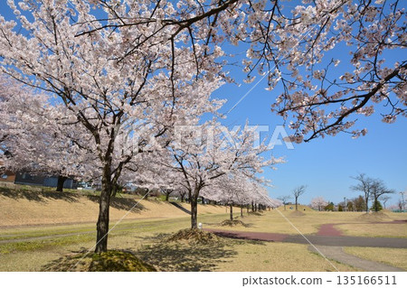 新潟縣長岡市越地河公園的櫻花盛開 新潟縣長岡市越地河公園的櫻花盛開 135166511