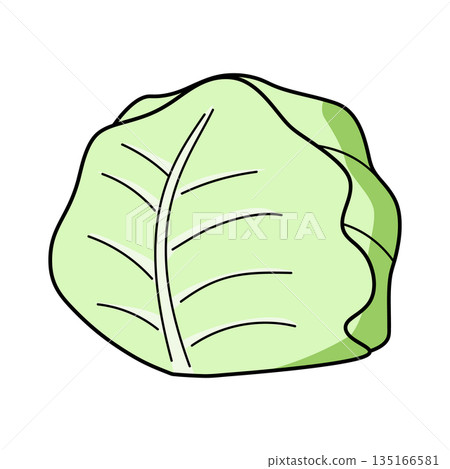 Illustration of a simple cabbage Illustration of a simple cabbage 135166581