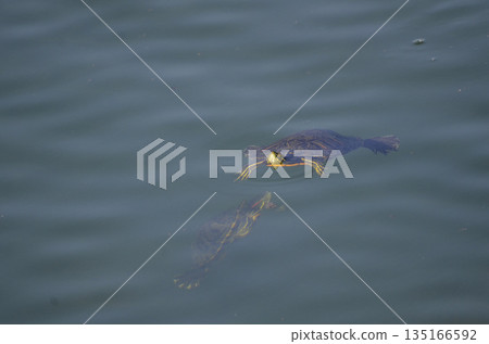 River Turtle River Turtle 135166592