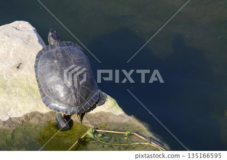 River Turtle River Turtle 135166595