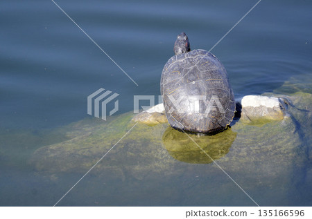 River Turtle River Turtle 135166596