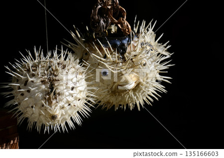 Pufferfish on the porch Pufferfish on the porch 135166603