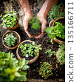 Gardener's hands planting herb seedlings in pots 135166711