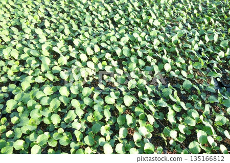 西蘭花幼苗播種後25天 135166812