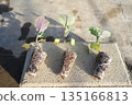春季西蘭花幼苗 春季西蘭花幼苗 135166813
