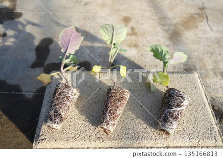 春季西蘭花幼苗 135166813