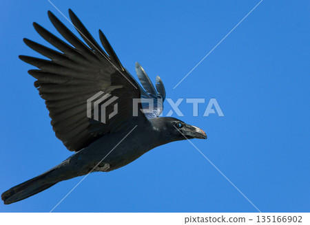 飛行中的腐肉烏鴉 135166902