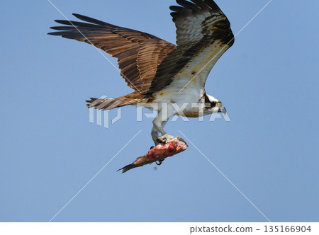 Osprey catching a fish and taking flight 135166904
