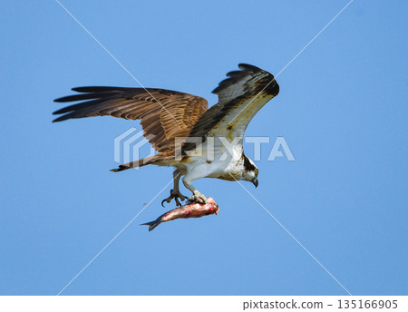 魚鷹捕魚後起飛 135166905
