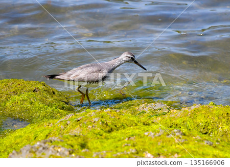 走在海邊 135166906