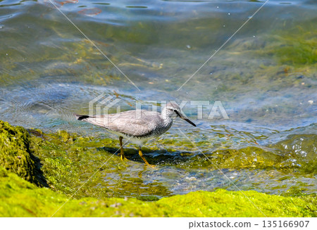 走在海邊 135166907