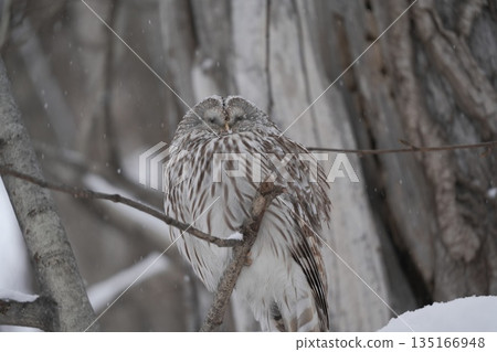 A Siberian owl sleeping in the snow A Siberian owl sleeping in the snow 135166948