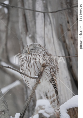 I encountered an Ezo owl in the snow I encountered an Ezo owl in the snow 135166949