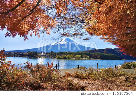Autumn leaves along Lake Kawaguchi and snow-capped Mount Fuji in autumn 135167564