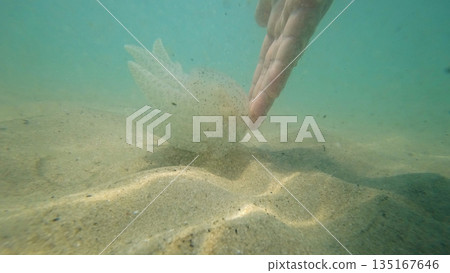 Hand touching jellyfish underwater on sandy bottom 135167646