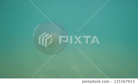 Australian spotted jellyfish floating in green water Australian spotted jellyfish floating in green water 135167653