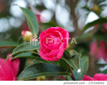 Red sasanqua flower Red sasanqua flower 135168002