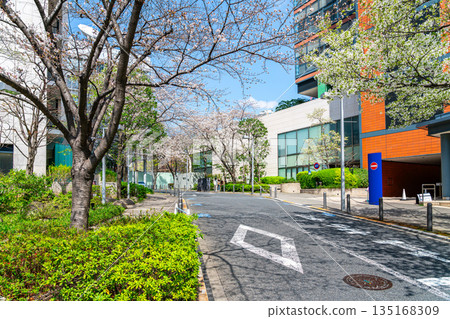 [Tokyo] Cherry blossoms begin to bloom at Sakurazaka in Roppongi 135168309