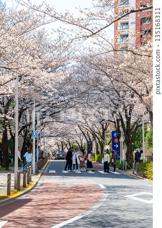 [Tokyo] Roppongi Sakurazaka with beautiful cherry blossoms in full bloom 135168311